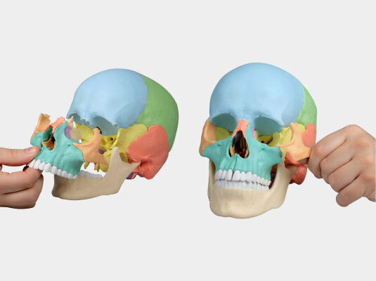 Greifbare Anatomie - Schädelmodelle