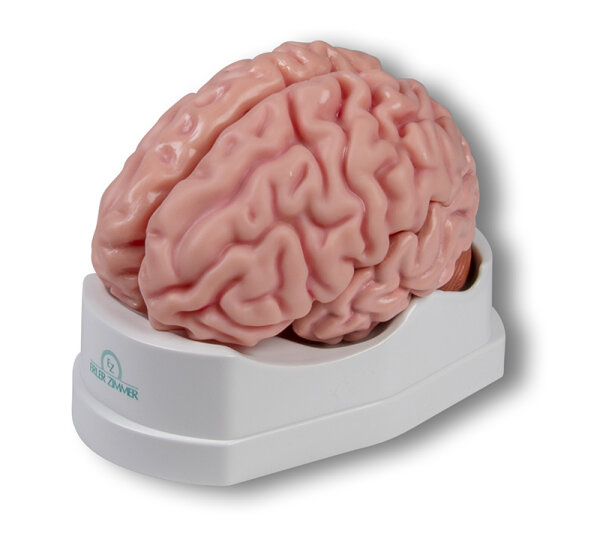 Anatomisches Gehirnmodell, lebensgroß, 5-teilig