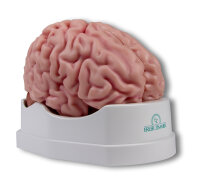 Anatomisches Gehirnmodell, lebensgro߬ 5-teilig