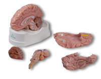 Anatomisches Gehirnmodell, lebensgroß, 5-teilig