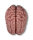 Anatomisches Gehirnmodell, lebensgro߬ 5-teilig