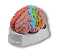 Gehirnmodell funktionell/regional, lebensgro߬ 5-teilig
