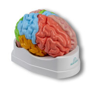 Gehirnmodell funktionell/regional, lebensgro߬ 5-teilig