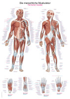 Lehrtafel-Set Anatomie