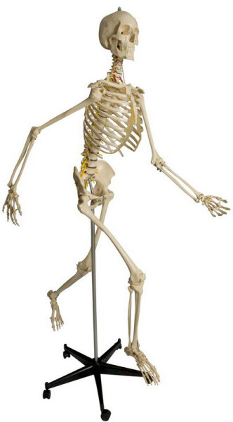 Skelettmodell RÃ¼diger A203 Physiologisches Skelett mit weichen Zwischenwirbeln