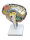 Anatomie Modell Gehirn sagittal