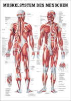Anatomische Lehrtafel: Muskelsystem des Menschen
