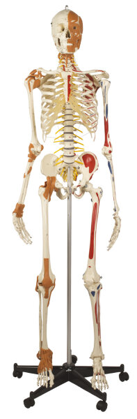 Flexibles Skelett A206.3 Best of Ruediger Skelett RÃ¼diger Anatomie