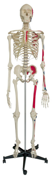 RÃ¼diger Homo-Skelett mit Muskeldarstellung A200.1