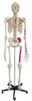 RÃ¼diger Homo-Skelett mit Muskeldarstellung...