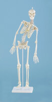 Bewegliches Miniatur-Skelett Paul