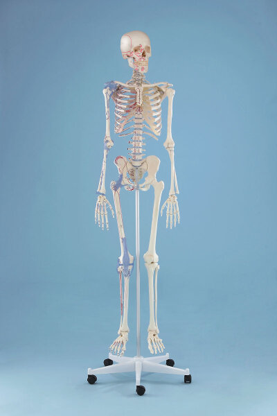 Skelett Bert mit Muskelmarkierungen und Bandapparat