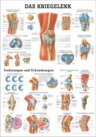 Anatomische Lehrtafel: Das Kniegelenk