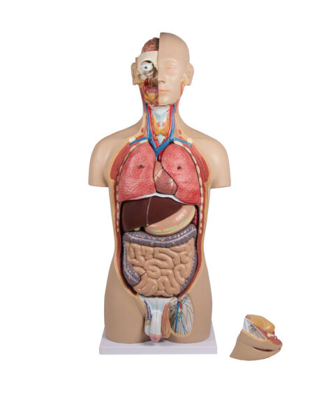 Anatomie Modell Leber