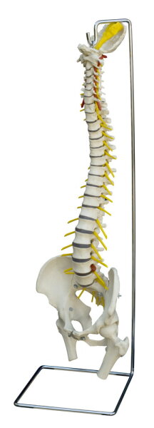 Flexible WirbelsÃ¤ule mit Bandscheibenvorfall A211 RÃ¼diger Anatomie