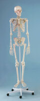 Erler und Zimmer Skelett-Modell Arnold mit Muskelmarkierung