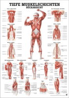 Anatomische Lehrtafel: Tiefe Muskelschichten