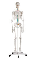 SchÃ¤del Skelett-Modell Oscar