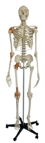 RÃ¼diger A204 Skelett mit 4 GelenkbÃ¤ndern