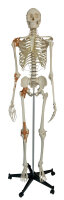 RÃ¼diger A204 Skelett mit 4...