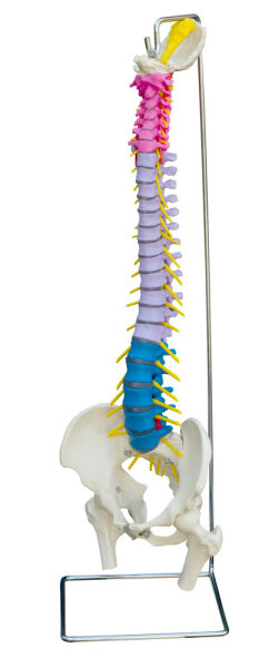 Flexible WirbelsÃ¤ule 3-farbig koloriert mit StÃ¼mpfen A210 RÃ¼diger Anatomie