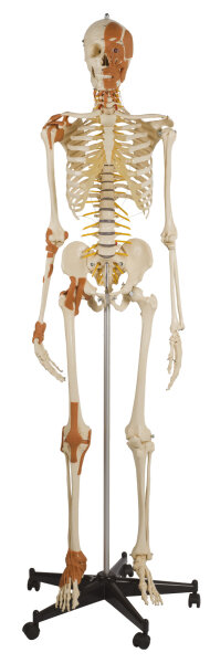 Flexibles Skelett A272.2 mit 6 GelenkbÃ¤ndern, Gesichts-, Hals- u-. Nackenmuskeln RÃ¼diger Anatomie