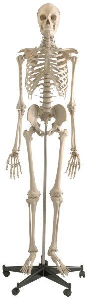 Homo-Skelett Standard SchÃ¤del