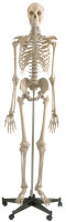 Homo-Skelett Standard SchÃ¤del