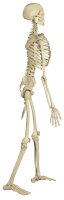 Homo-Skelett Standard
