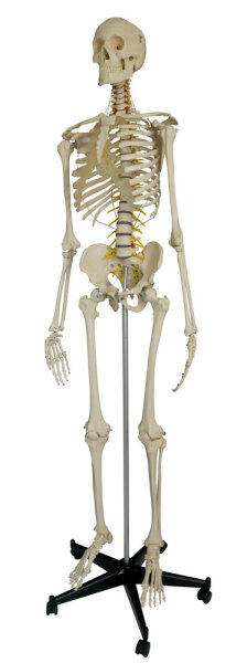 RÃ¼diger Homo-Skelett, flexibel A200.2 RÃ¼diger Anatomie