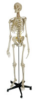RÃ¼diger Homo-Skelett, flexibel A200.2...