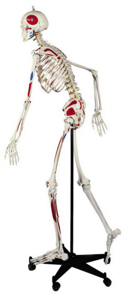 Details Kopf RÃ¼diger Homo-Skelett flexibel mit Muskelbemalung A200.3 RÃ¼diger Anatomie