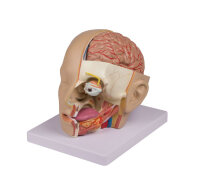 Modell Kopf Anatomie SchÃ¤del Gehirn