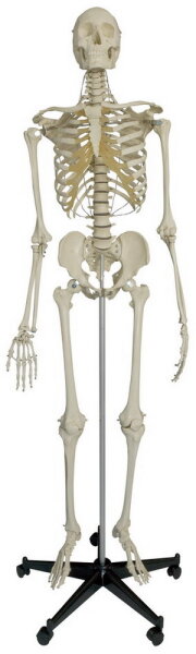 Spezial-Skelett fÃ¼r besondere Beanspruchung