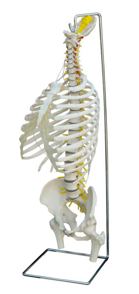 Flexible WirbelsÃ¤ule mit Brustkorb A209 RÃ¼diger Anatomie