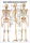 Anatomische Lehrtafel: Das menschliche Skelett