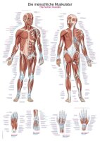 Lehrtafel-Set Anatomie 50x70cm