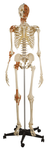RÃ¼diger Skelett A271 mit 4 GelenkbÃ¤ndern, Gesichts-, Hals- u-. Nackenmuskeln