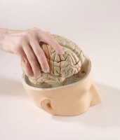 Kopfmodell Gehirn 7-teilig