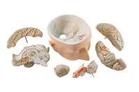 Kopfbasis mit 7-teiligem Gehirn