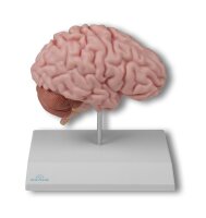 Anatomische Gehirnh䬦te, lebensgroߠmit Falx cerebri