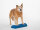 Senso Balance Bar Animal