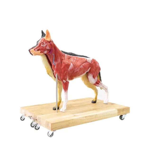 Modell Schäferhund 11-tlg.