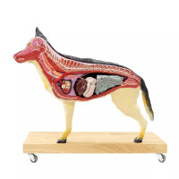 Anatomiemodell Hund