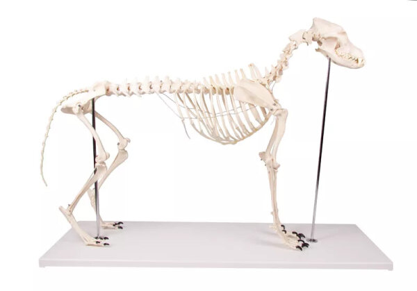 Hundeskelett natürliche Größe