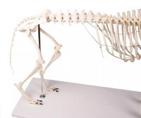 Hundeskelett Olaf