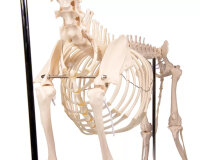 Hundeskelett natürliche Größe