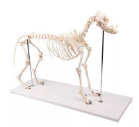 Hundeskelett natürliche Größe