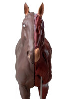 Anatomiemodell Pferd