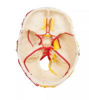 Schädelmodell neurovasculär